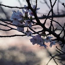 My project for course: Beginner’s Photography: Basic Camera Use and Theory. Un projet de Photographie, Photographie numérique , et Composition photographique de Brigitte Tolosa - 24.05.2023