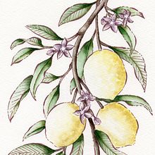 Mi proyecto del curso: Técnicas artísticas para ilustración naturalista . Un progetto di Illustrazione tradizionale, Pittura ad acquerello, Pittura acrilica, Illustrazione botanica, Illustrazione con inchiostro e Disegno con matite colorate di Tamara - 27.05.2023