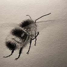 Mijn project van de cursus: Illustreer de natuurlijke wereld met aquarel en houtskool. Een project van Traditionele illustratie, Schilderij y Naturalistische illustratie van Ingrid Bracke - 28.05.2023