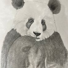 Mon projet du cours : Dessin naturaliste d'animaux au crayon graphite. Traditional illustration, Pencil Drawing, Drawing, and Naturalistic Illustration project by sophie_thorens - 05.28.2023