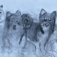 Charcoal drawing Icelandic Sheepdogs. Ilustração tradicional projeto de Elspa Metzdorff - 29.05.2023