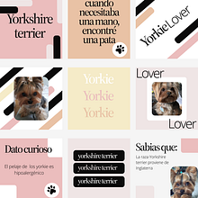 Star Pets: Es para un perfil que se especializan en la raza yorkie . Design, Br, ing, Identit, Graphic Design, T, pograph, Logo Design, T, pograph, and Design project by mireilyf2 - 06.03.2023