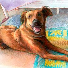 Kokoni dog realistic portrait drawing Ein Projekt aus dem Bereich Traditionelle Illustration, Bleistiftzeichnung, Porträtzeichnung, Realistische Zeichnung und Zeichnen mit Buntstiften von Mentiradeloro Esther Cuesta - 15.05.2023