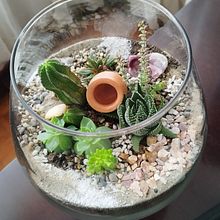 Mi proyecto del curso: Arte vegetal: crea tu propio terrario abierto. Un proyecto de Diseño de interiores, Decoración de interiores, DIY, Diseño floral, vegetal y Paisajismo de PAULINA TOBAR - 28.02.2023