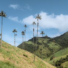 Mi proyecto del curso: Fotografía de viajes con smartphone para principiantes : Valle del Cocora. Mobile Photograph, Outdoor Photograph & Instagram Photograph project by jonathancaroc - 05.22.2023