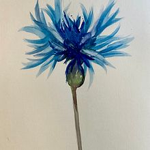 Cornflower. Traditional illustration project by Patty - 06.03.2023