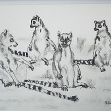 Lemurs sunbathing. My project for course: Animal Illustration with Charcoal and Ink Ein Projekt aus dem Bereich Bildende Künste, Zeichnung, Illustration mit Tinte und Naturalistische Illustration von pronker_therover - 04.06.2023
