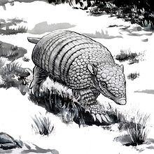 Inktober 2022 - Armadillo Ein Projekt aus dem Bereich Traditionelle Illustration von Pems Skorff - 15.10.2022