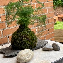 Mi proyecto del curso: Kokedamas: crea macetas naturales de musgo. Arts, Crafts, Interior Design, L, scape Architecture, Decoration, DIY, Floral, and Plant Design project by nievesgorriz - 06.06.2023