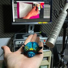 Needle Beetle . % hcvunawool42 tarafından hazırlanan Fotoğrafçılık, Animas, on, Sanat ve El Sanatları, Video, Durdurma Hareketi, El, af Sanatları, Ve İğne Keçeleme projesi - 06.26.2023