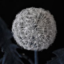 Cotton Denim Dandelion Clock Brooch. Un progetto di Design, Textile Design, Design di gioielli e Artigianato di Svetlana Faulkner - 04.06.2023