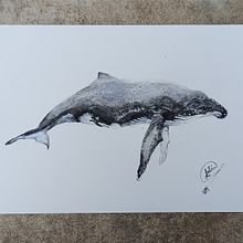 Mi proyecto del curso: Técnicas de ilustración naturalista: ballenas en acuarela. Un proyecto de Bellas Artes, Pintura, Pintura a la acuarela e Ilustración naturalista				 de Antía Varela Muñiz - 09.06.2023