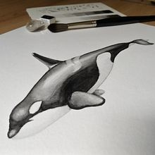 Mein Abschlussprojekt für den Kurs: Techniken der naturalistischen Illustration: Wale in Aquarell . % Elisa Findenig tarafından hazırlanan Güzel sanatlar, Tablo, Sulubo, a Resim, Doğalcı İllüstras, Ve on projesi - 06.10.2023