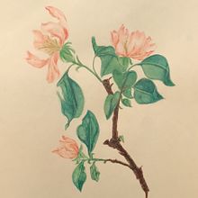 Mein Abschlussprojekt für den Kurs: Naturillustrationen mit Aquarell und Gouache. Projekt z dziedziny  Sztuki piękne,  Malarstwo, Malowanie akwarelą, R, sunek botaniczn, Ilustracja naturalist, czna i Malowanie gwaszami użytkownika Jeannette Martin - 10.06.2023