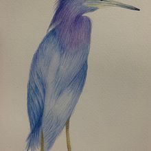 Mon projet du cours : Illustration naturaliste d'oiseaux à l'aquarelle. Un proyecto de Ilustración tradicional, Pintura a la acuarela, Dibujo realista e Ilustración naturalista				 de zemolano - 05.06.2023