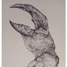 Ilustración naturalista con boligrafo. Design, Arts, and Crafts project by Brad Méndez - 10.17.2019