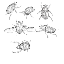 Mi proyecto del curso: Ilustración científica aplicada al diseño de patrones. Projekt z dziedziny Trad, c, jna ilustracja, Pattern design, Ilustracja c, frowa, Ilustracja naturalist i czna użytkownika Estíbaliz Bazán Martín - 13.06.2023