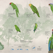 Psitácidos de Manantlán. Information Design, Infographics, Drawing, and Traditional illustration project by rcmancilla - 06.13.2023