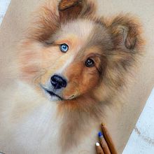 Daividh Gilmour, Sheltie Portrait. Portrait Drawing, Colored Pencil Drawing, Realistic Drawing, and Pencil Drawing project by Lysa Karell - 06.13.2023
