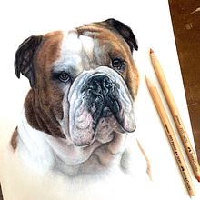 Albert, English Bulldog Portrait. Portrait Drawing, Pencil Drawing, Realistic Drawing, and Colored Pencil Drawing project by Lysa Karell - 06.13.2023