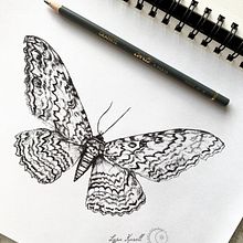 White Witch Moth (Thysania agrippina) Papillon . Pencil Drawing, Naturalistic Illustration, Realistic Drawing, and Drawing project by Lysa Karell - 06.13.2023