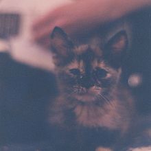 Film photography | Fujifilm Superia X-tra 400 35mm // Nikon lens 50mm (2017). Photograph, Film Photograph, Lifest, le Photograph, Outdoor Photograph, and Fine-Art Photograph project by Micaela Bazan - 06.14.2023