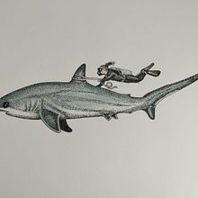 Mi proyecto del curso: Ilustración científica de animales en acuarela/Tiburón con buzo. Un progetto di Illustrazione tradizionale, Pittura ad acquerello, Disegno realistico e Illustrazione naturalistica di javramirez1603 - 14.06.2023