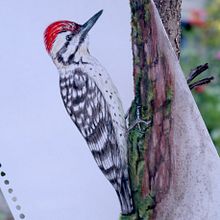 Mi proyecto del curso: Ilustración naturalista de aves con acuarela. Un proyecto de Ilustración tradicional, Pintura a la acuarela, Dibujo realista e Ilustración naturalista				 de Miriam JT - 14.06.2023