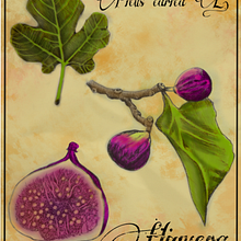 Mi proyecto del curso: Ilustración botánica: del cuaderno a la lámina. Un progetto di Illustrazione tradizionale, Bozzetti, Disegno, Illustrazione botanica, Sketchbook e Illustrazione con inchiostro di Carlos Adrián De La Paz Almaraz - 16.06.2023
