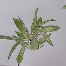 My first attempt at sketching a plant. Traditional illustration, Sketching, Drawing, Watercolor Painting, Botanical Illustration, and Sketchbook project by Damawi Summer - 06.16.2023