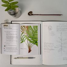 Helecho Costilla de vaca (Blechnum chilense). Traditional illustration, Naturalistic Illustration, Drawing, and Watercolor Painting project by Pascale Marie Sabelle - 06.19.2023