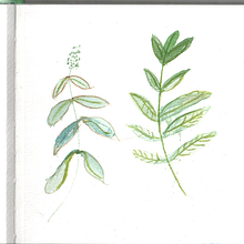 My project for course: Botanical Illustration with Watercolors. Un progetto di Illustrazione tradizionale, Belle arti, Pittura, Disegno, Pittura ad acquerello e Illustrazione botanica di Vanessa Wagner - 19.06.2023