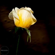 2023 Spring Backyard Flowers. Photograph, Photograph, and Post-production project by Robert McDill - 06.21.2023