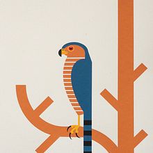 Hawk Season : Sharp-shinned Hawk Screenprint. Traditional illustration, Design, and Screen Printing project by Brian Rusnica - 06.21.2023