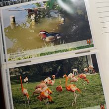@RAWPASARET - this is my list of 277 wild birds commonly found in Romania. Photograph project by Andrei Ciubotariu - 06.22.2023