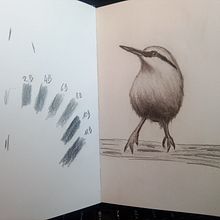 Mon projet du cours : Techniques artistiques d'aquarelle pour illustrer les oiseaux. Traditional illustration, Watercolor Painting, and Realistic Drawing project by Jacques Delaunay - 06.23.2023