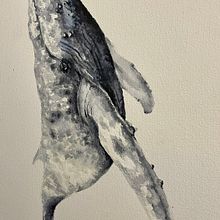 Mi proyecto del curso: Técnicas de ilustración naturalista: ballenas en acuarela. Un progetto di Belle arti, Pittura, Pittura ad acquerello e Illustrazione naturalistica di grafjaviera - 19.06.2023