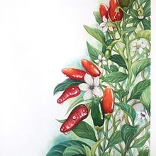 CHILI PEPPERS: Ilustración botánica realista: conecta con la naturaleza. Un progetto di Pittura, Pittura ad acquerello, Illustrazione botanica e Illustrazione naturalistica di Alex Vigo - 29.06.2023