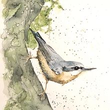My project for course: Artistic Watercolor Techniques for Illustrating Birds. Ilustração tradicional, Pintura em aquarela, Desenho realista e Ilustração naturalista projeto de annemiekzwegers - 27.06.2023