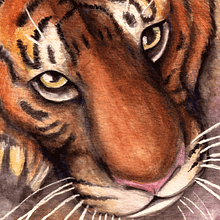 Watercolor Tiger by Ari Brooks. Traditional illustration, and Watercolor Painting project by Ari Brooks - 01.13.2016