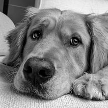 Doug the dog !. Photograph, Portrait Photograph, Photographic Lighting, Studio Photograph, and Digital Photograph project by Pascal Clément - 06.23.2023