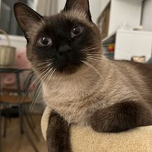 My project for course: Development of a Digital Media Plan Ein Projekt aus dem Bereich Werbung, Social Media, Digitales Marketing, Marketing für Facebook, Growth Marketing und SEO von Laura ST - 04.07.2023