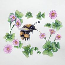 Mi proyecto del curso: Dibujo y composición naturalista en acuarela. Un proyecto de Ilustración tradicional, Dibujo, Pintura a la acuarela e Ilustración naturalista				 de Miriam JT - 07.07.2023