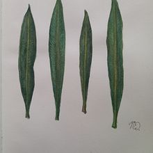 Il mio progetto del corso: Disegno botanico realistico ad acquerello. Un proyecto de Diseño, Ilustración tradicional, Bellas Artes, Pintura, Pintura a la acuarela e Ilustración botánica de Martina D. Moriscoová - 09.07.2023