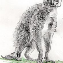 My project for course: Animal Illustration with Charcoal and Ink. Fine Arts, Drawing, Ink Illustration, and Naturalistic Illustration project by Katherine Hall - 07.09.2023