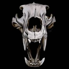 Bear Skull. Un proyecto de Ilustración tradicional de Stacey Kyme - 09.08.2021