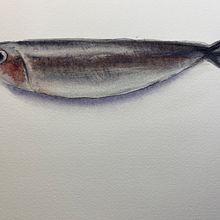 My project for course: Marine Universe Illustration in Watercolor. Traditional illustration, Painting, Watercolor Painting, and Naturalistic Illustration project by Heléne Gennert - 07.10.2023