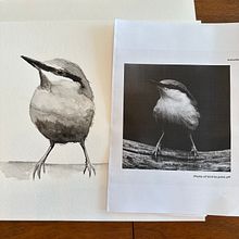 My project for course: Artistic Watercolor Techniques for Illustrating Birds. Un progetto di Illustrazione tradizionale, Pittura ad acquerello, Disegno realistico e Illustrazione naturalistica di shannonclark2023 - 10.07.2023