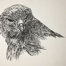 Pen and ink illustration of Red-tailed hawk. Un progetto di Illustrazione tradizionale, Belle arti, Illustrazione naturalistica, Illustrazione editoriale, Illustrazione con inchiostro, Disegno realistico e Disegno di Susannah Fisher - 09.07.2023