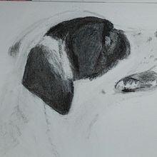 Mein Abschlussprojekt für den Kurs: Tiere zeichnen mit Kohle und Tusche. Fine Arts, Drawing, Ink Illustration, and Naturalistic Illustration project by a. kai. - 07.11.2023